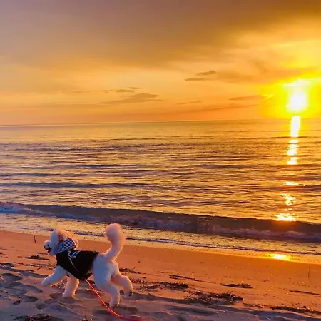 아파트 Valamar Hamallaj 드라치